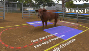 Cattle training in CattleVR (Cattle VR)